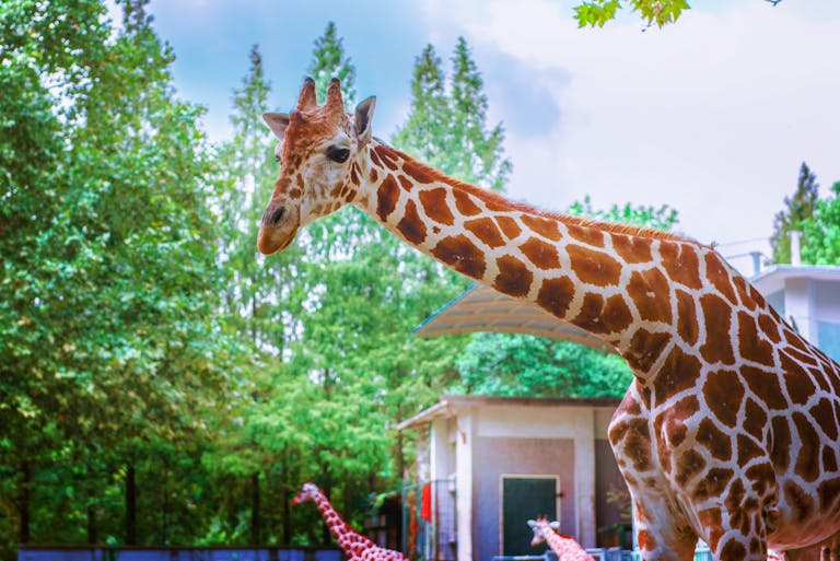 Tall giraffe with a long neck basking in daylight at a wildlife park with lush greenery.
