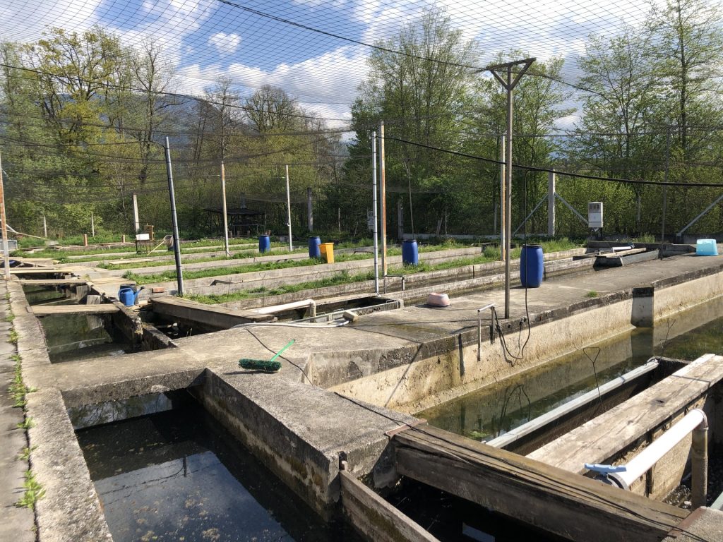 Ribogojnica z bazeni in naravo
